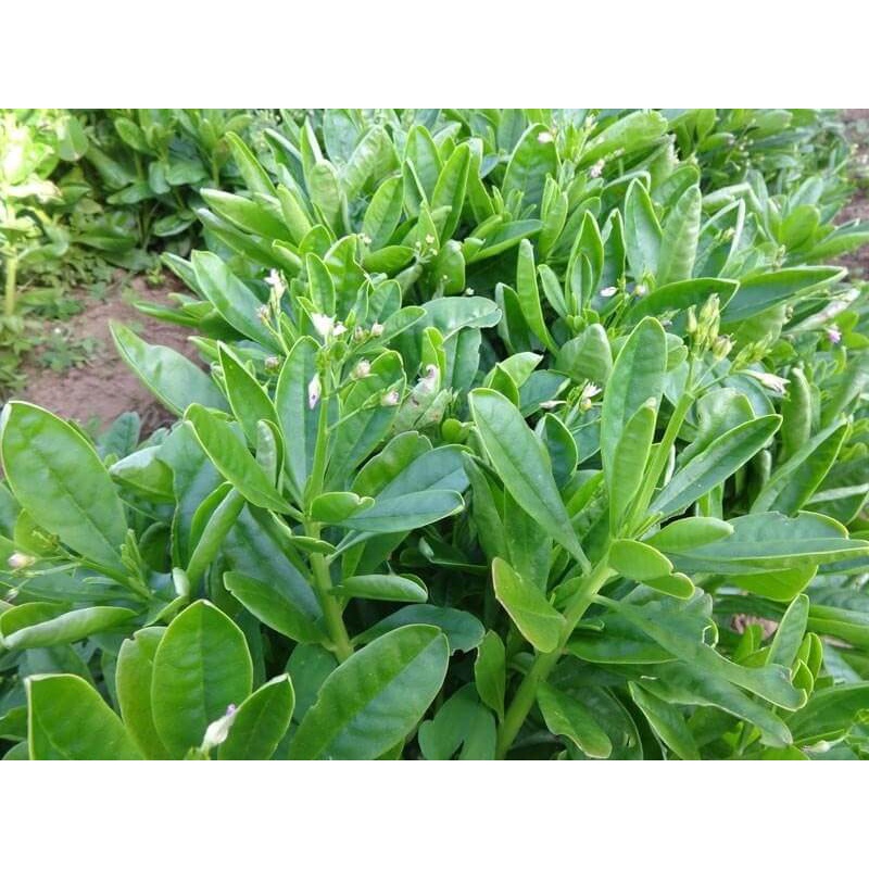 Hạt giống sâm đất - thổ sâm - Gói 20 hạt KNS266