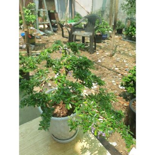 linh sam bonsai mini TẶNG CHẬU