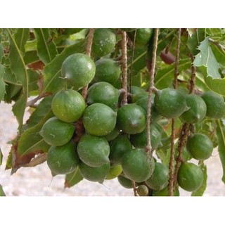 Cây giống mắc ca ghép