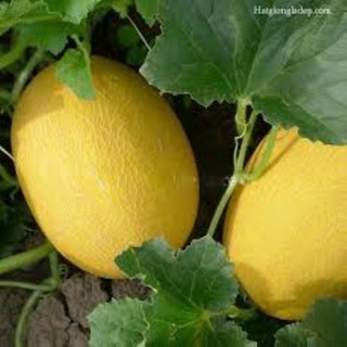 [Seeds]Hạt Giống Dưa Lưới Vàng RODA Chịu Nhiệt ,Gion Ngọt ,Giàu Dinh Dưỡng ,Năng Suất Cao  Gói 10 hạt