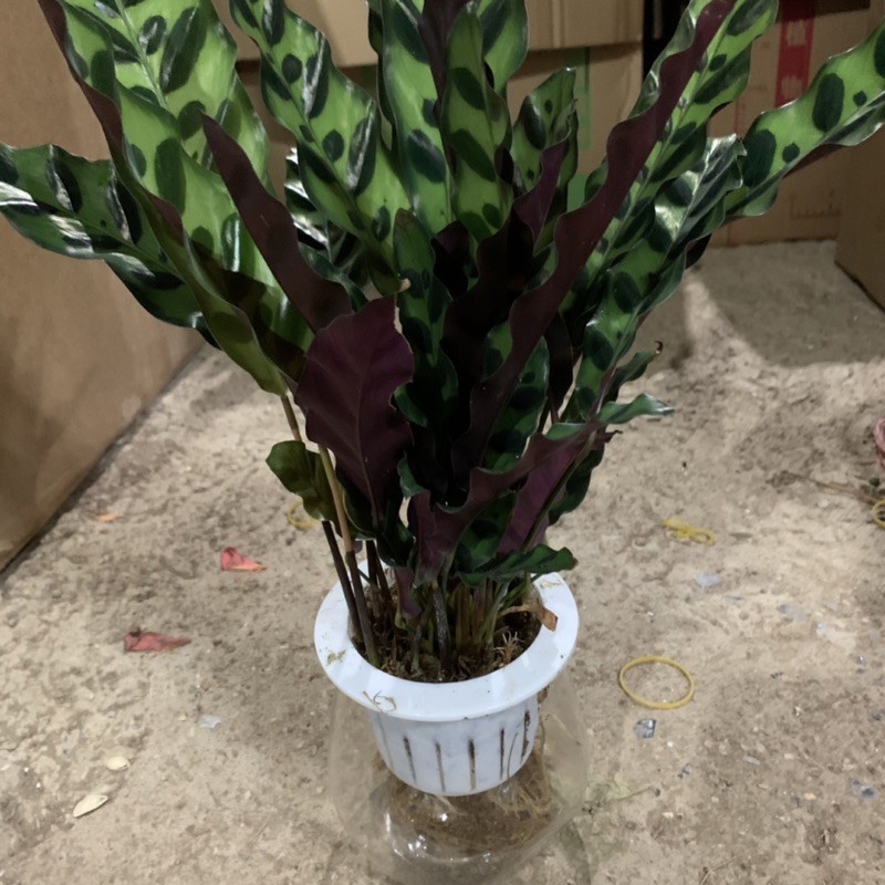 Cây đuôi phượng trồng bình thủy sinh cao 25cm, xanh tươi quanh năm, rất dễ chăm sóc, cây để bàn và trồng nội thất