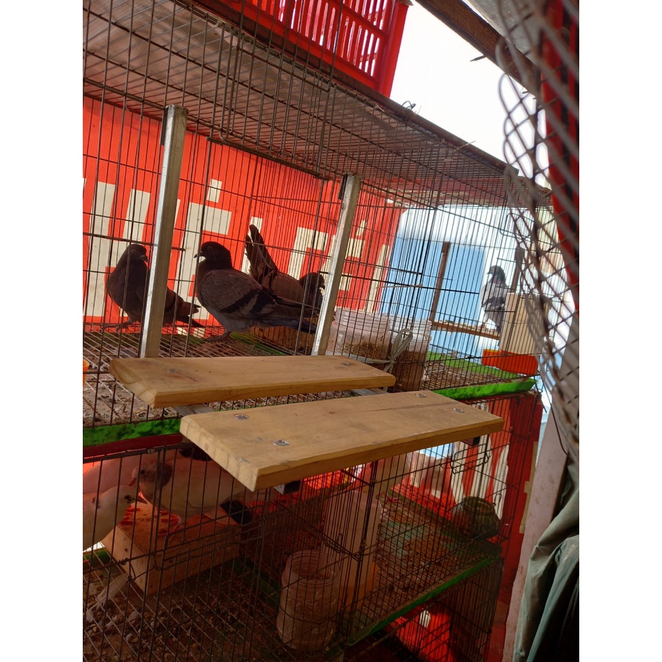 Kệ đứng cho chim, gà tre