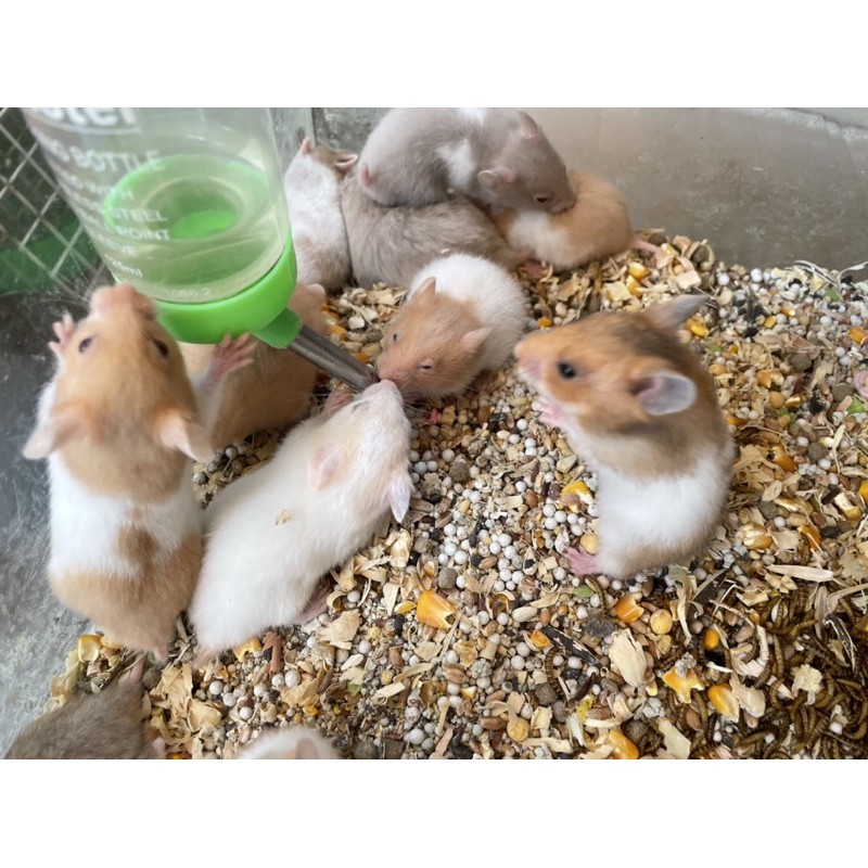 Chuột hamster Bear (gấu ú) baby ,chỉ ship trong tphcm .