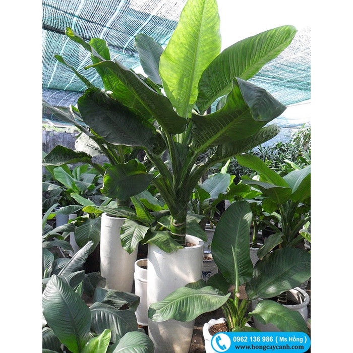 Cây Đại Phú Gia II Cây Cảnh II Cây Nội Thất