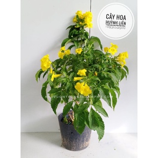 Cây Hoa Huỳnh Liên, cây hoa hoàng yến cao 50-60cm