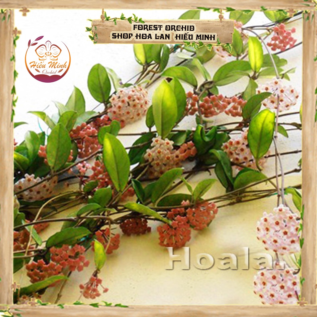 Hoa Lan đột biến Cẩm Cù, Phong lan rừng Tây Bắc, Lào, Cây Giống Giá Rẻ, Địa, Hồ Điệp