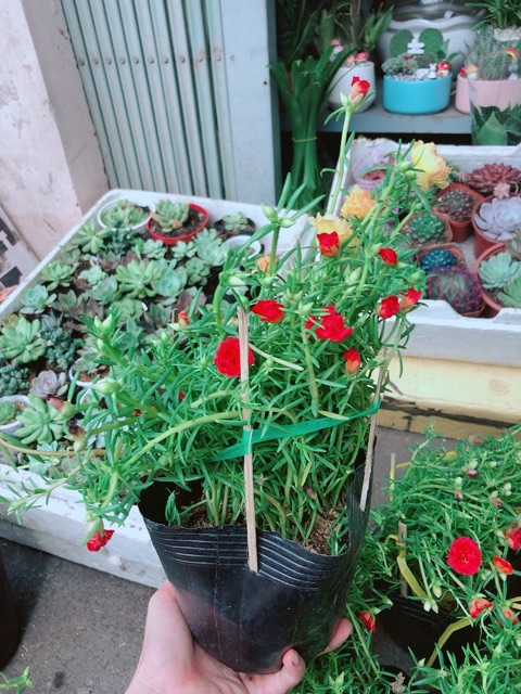 Hoa mười giờ mỹ