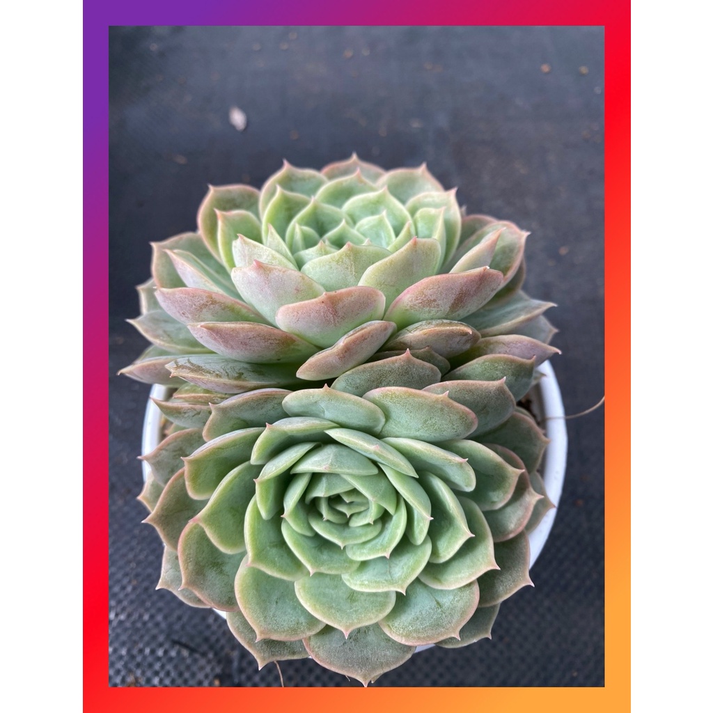 Sen đá ngọc bích bụi nhiều đầu SONDA GARDEN size trung bình 10-12cm cây cảnh trang trí nhà cửa lỗi 1 đổi 1