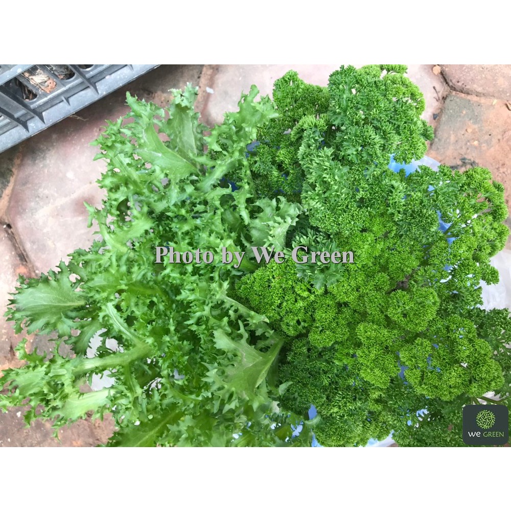Hạt giống Ngò Tây Xoăn - Trồng chậu rất đẹp, thu hoạch suốt 2 năm - Quanh năm - Mùi Tây Xoăn/Cần Tây Xoăn - 2g