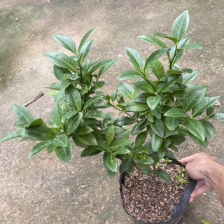 Cây chanh ta ( chanh tứ quý ) trồng bịch đen tán sum (Ảnh Thật)