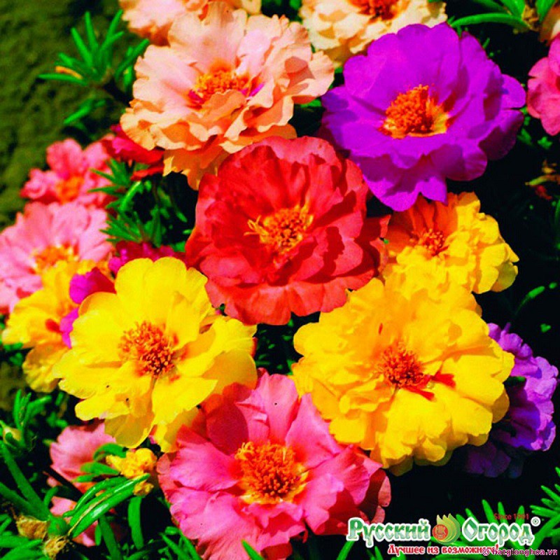 Hạt giống hoa mười giờ MIX (PORTULACA) gói 100 hạt