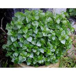 Hạt giống rau càng cua gói 0,5 gram