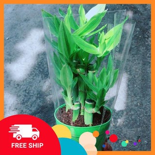 Chậu Trúc Phát Tài
