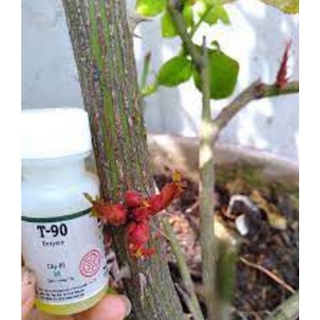 chế phẩm T90 siêu bật mầm, bật chồi cho cây trồng