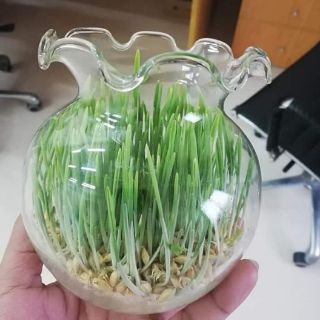Hạt giống mầm lúa mạch,lúa mì gói 20gr