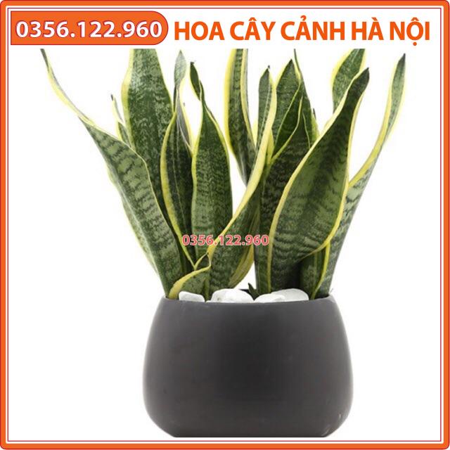 Chậu 3 cây lưỡi hổ để bàn (chậu nhựa)