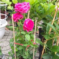 Hồng leo Red Eden đang có hoa