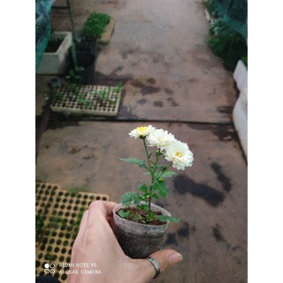 sét 5 cúc mâm xôi nhật( đổi màu)