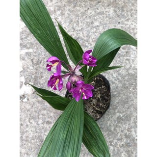 Chậu địa lan hoa tím lá to