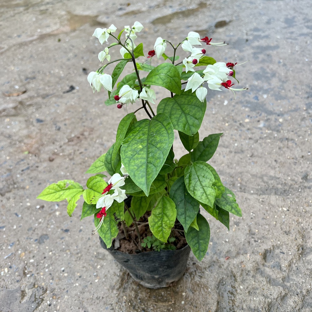Cây hoa Trinh Nữ cao 20-30 cm (Ảnh thật số 2)