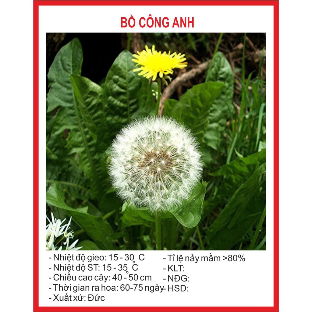 Hạt giống hoa bồ công ạnh - 100 hạt