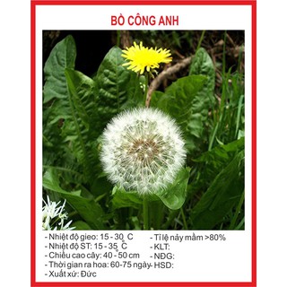 Hạt giống hoa bồ công ạnh - 100 hạt