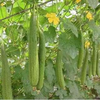 Hạt giống Mướp hương (gói 15 hạt)