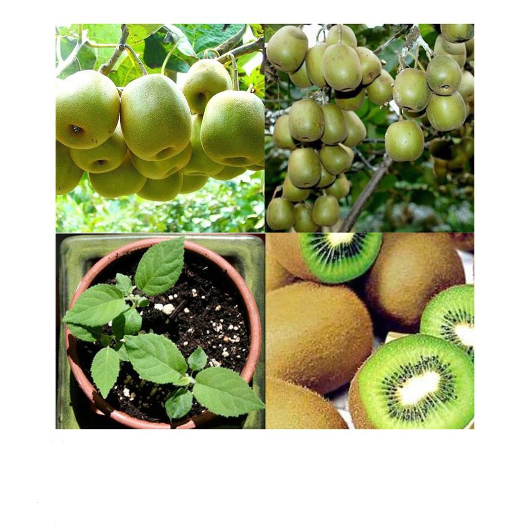 Hạt Giống Cây Kiwi nùn F1 (20 Hạt) - [TRỒNG BỐN MÙA] - Giàu Vitamin,Bổ Dưỡng,Tốt Cho Da  KHUYẾN MẠI SHOP MỚI HẠ GIÁ SỈ