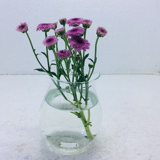 Chậu thủy tinh để bàn mini . chậu bầu mini