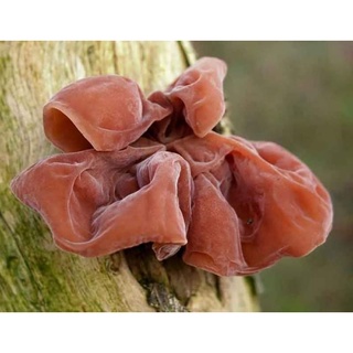 Mộc nhĩ rừng (nấm Tai Mèo)