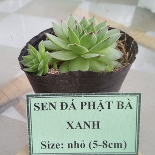 Sen đá phật bà xanh - size nhỏ (5-8cm)