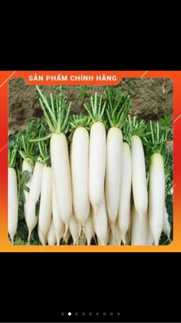 Hạt giống củ cải tuyển cao sản - gói 20 gr