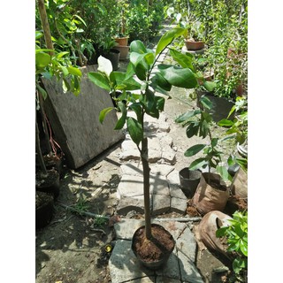 Cây giống Mít Tố nữ