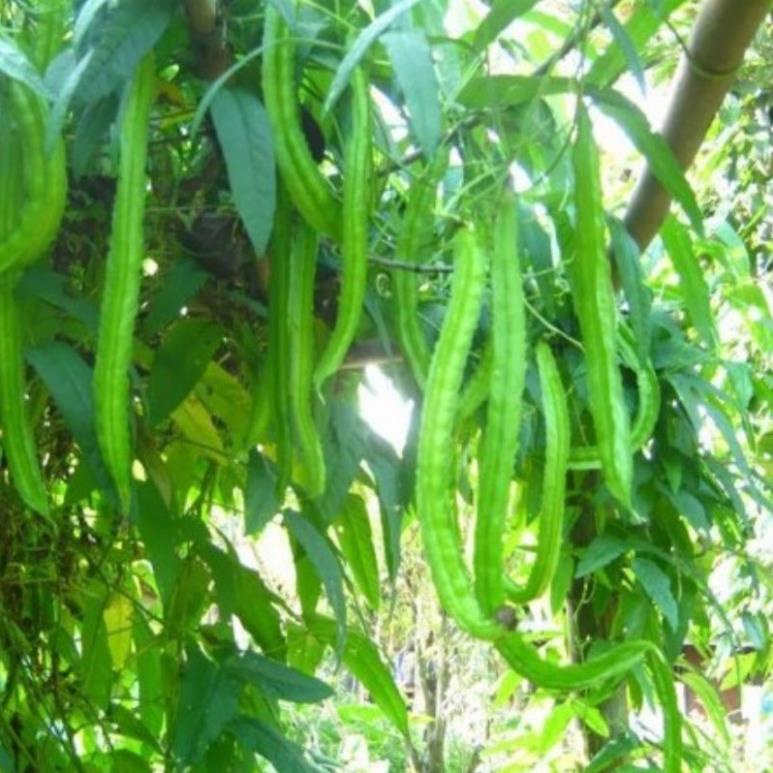 10 hạt giống đậu rồng xanh cao sản, giống chuẩn nảy mầm đạt trên 90% , thu hoạch đạt năng suất cao