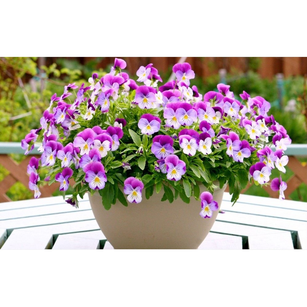 Hạt giống HOA BƯỚM PANSY mix nhiều màu gói 100 hạt