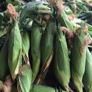 HẠT GIỐNG BẮP NGỌT