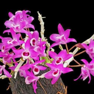 Hoa phong lan hoàng thảo trầm tím