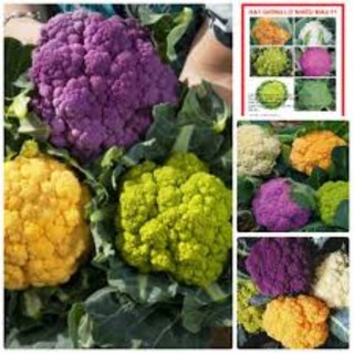 100 hạt giống súp lơ mix
