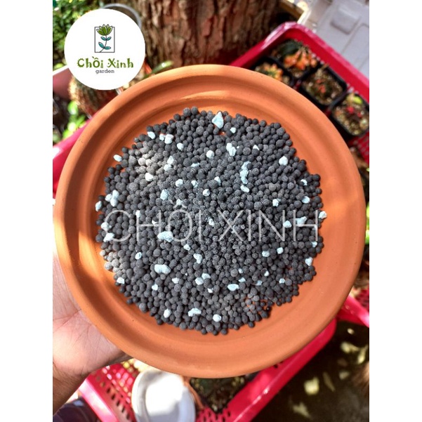 Phân Bón Tan Chậm Cho Sen Đá Xương Rồng mập bón