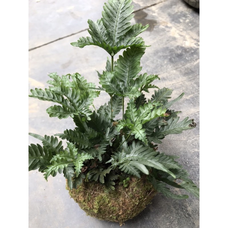 Dương xỉ lá bạc
