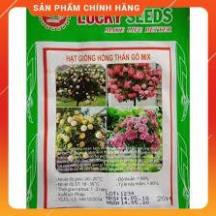 VNUA -  HẠT GIỐNG HỒNG THÂN GỖ NHIỀU MÀU GÓI 20 HẠT