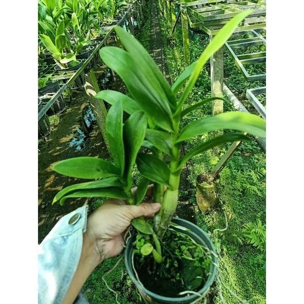 Hoa Lan Móng Rồng