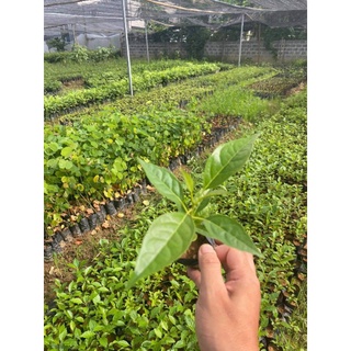 cây giống kèn hồng