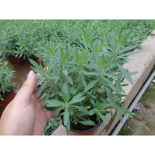 Hạt Giống Hoa Oải Hương/Lavender  -