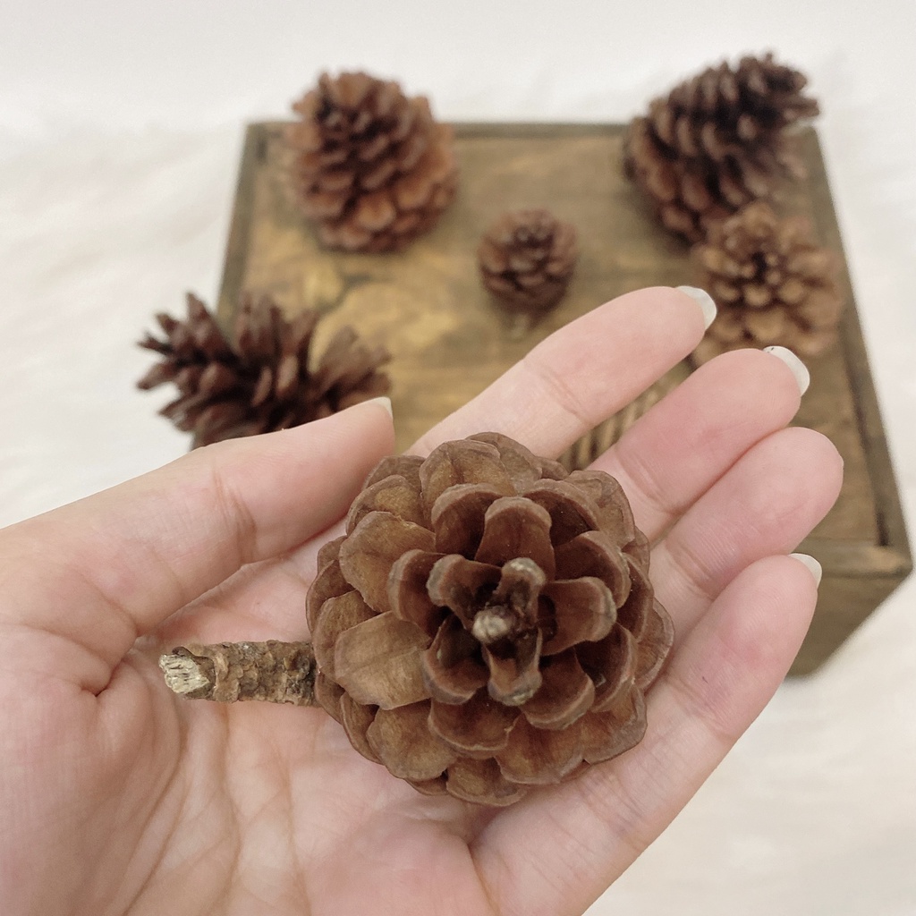 Phụ kiện trang trí quả thông khô - VintageBox - IY47
