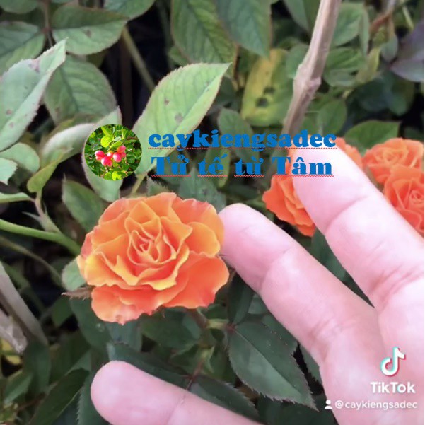 caykiengsadec - Hoa hồng (Cam) - tặng phân bón cho cây mau lớn - trang trí nội thất cảnh quan sân vườn