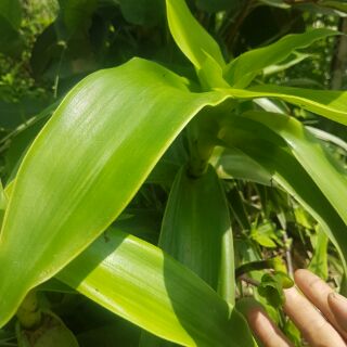 Cây lược vàng