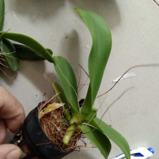 Ngọc điểm giống (đai châu- nghinh xuân)