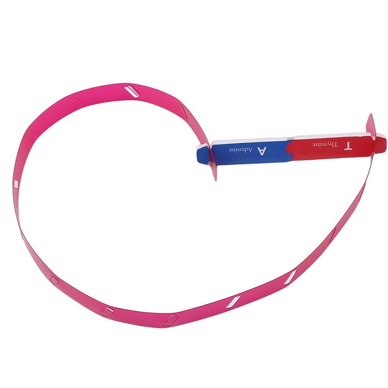 Mô Hình Dạy Học Khoa Học Kép Genes DNA Thông Dụng