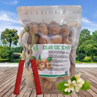 QUẢ ÓC CHÓ MỸ
